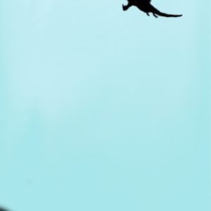 Drache im Feenwald -Smartphone & Desktop Wallpaper